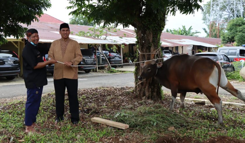 Kapolres Bengkulu Utara menjalani prosesi penyembelihan hewan qurban